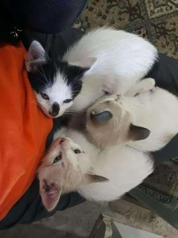 Gato ra a  idade Abaixo de 2 meses nome Filhotes