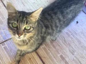 Gato raça Perda mestiça  idade 7 a 11 meses nome Miona