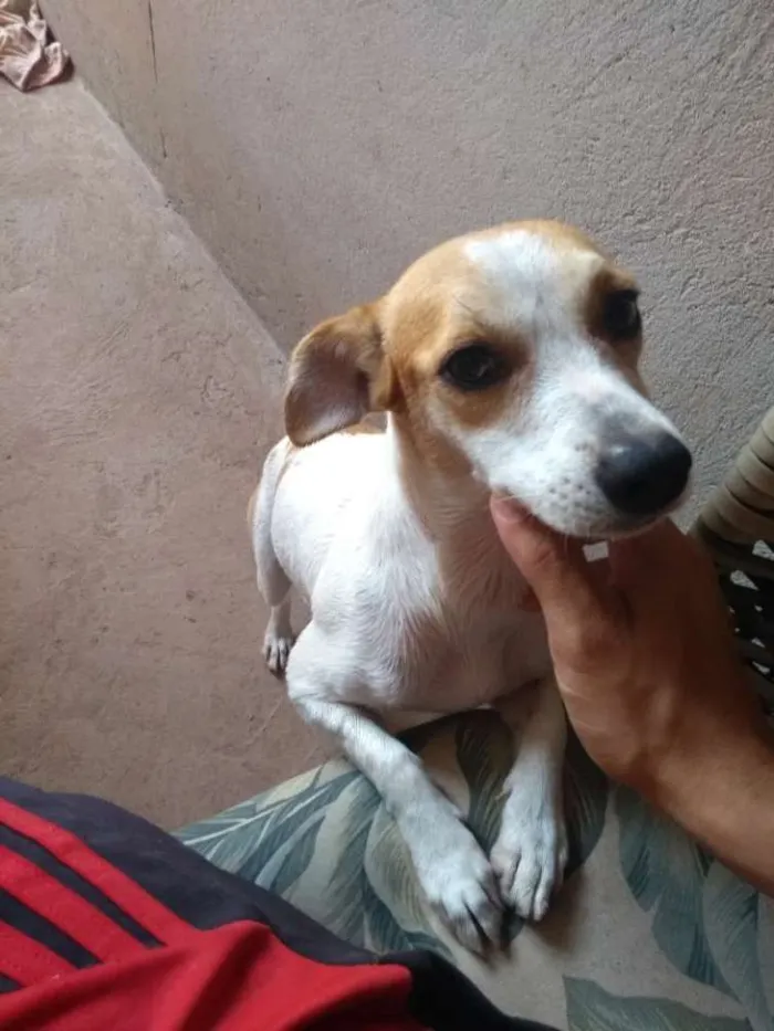 Cachorro ra a Indefinida  idade 1 ano nome Dakota