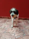 Pitucha