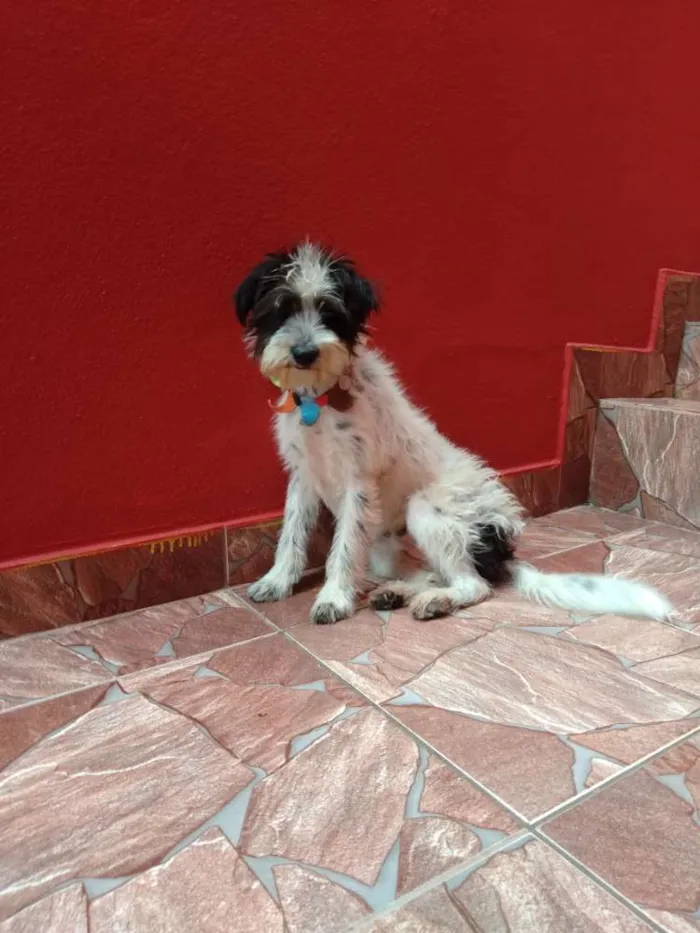Cachorro ra a Não tem idade 2 a 6 meses nome Pitucha