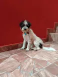 Pitucha