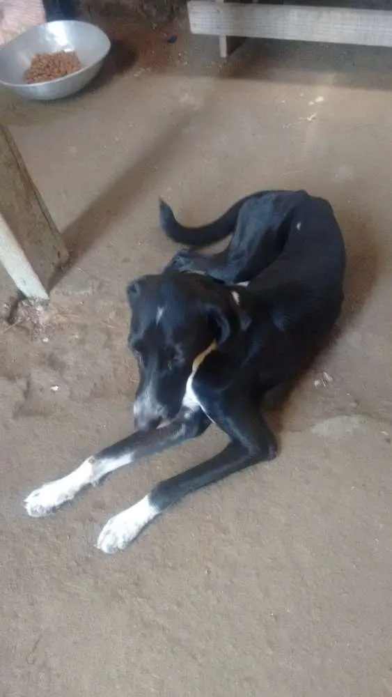 Cachorro ra a Fila com labrador idade 1 ano nome Romel