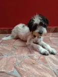 Pitucha