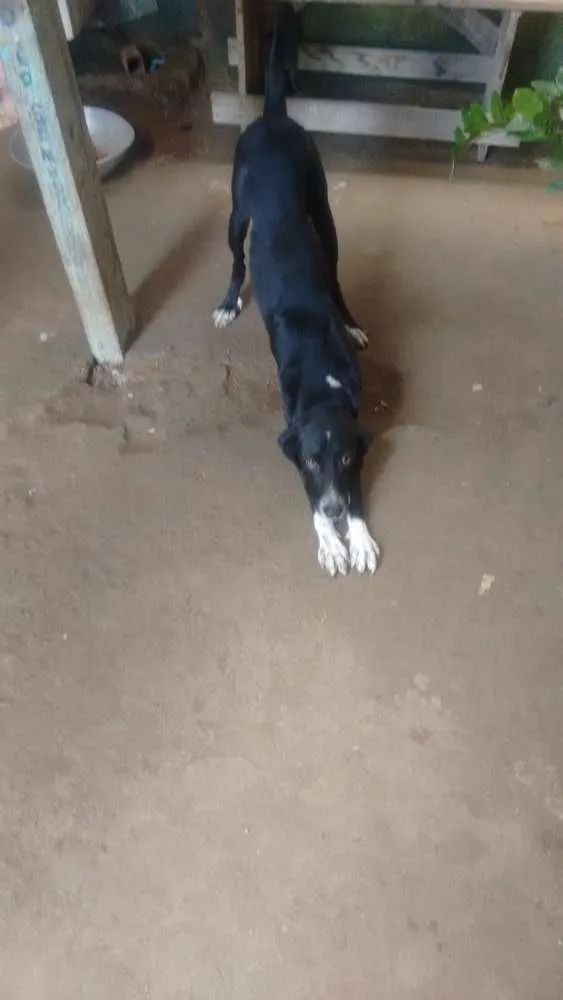 Cachorro ra a Fila com labrador idade 1 ano nome Romel