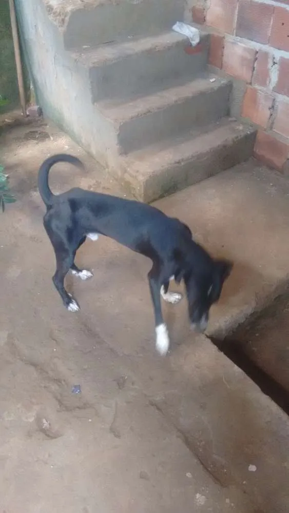 Cachorro ra a Fila com labrador idade 1 ano nome Romel