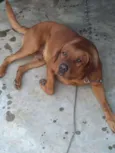 Cachorro raça Vira lata idade 2 anos nome Duque