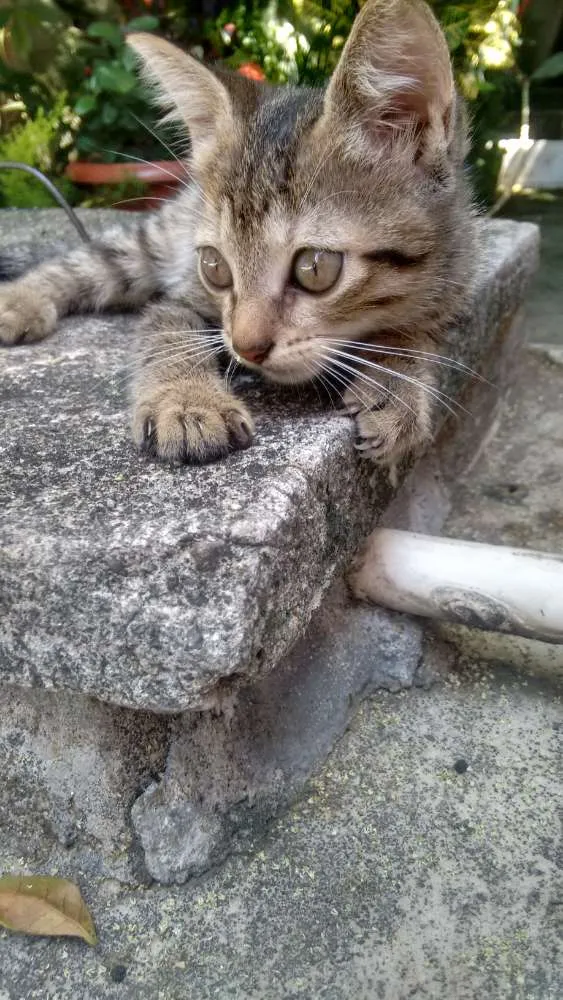 Gato ra a Chinês Li Hua idade 7 a 11 meses nome Pedrita