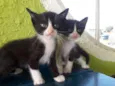 Filhotes de gatos