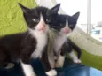 Filhotes de gatos