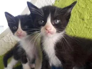 Gato raça Siamês  idade Abaixo de 2 meses nome Filhotes de gatos 