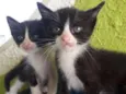 Filhotes de gatos