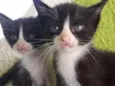 Filhotes de gatos