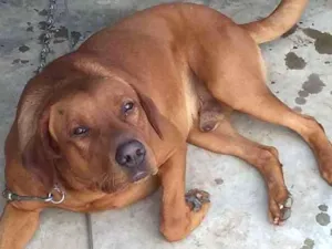 Cachorro raça Vira lata idade 2 anos nome Duque