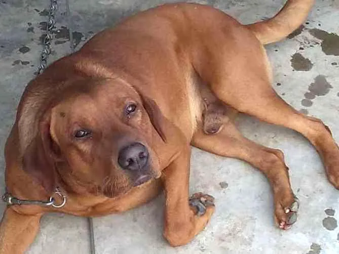 Cachorro raça Vira lata idade 2 anos nome Duque
