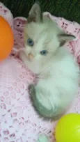 cats
