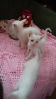 cats
