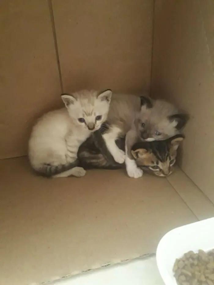 Gato ra a Não Definida idade Abaixo de 2 meses nome Peludo