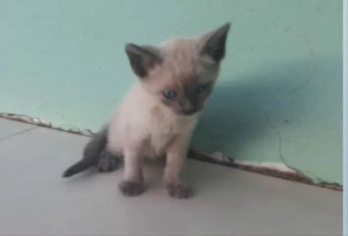 Gato ra a SRD idade 2 a 6 meses nome Bia, Pingo e Lia 