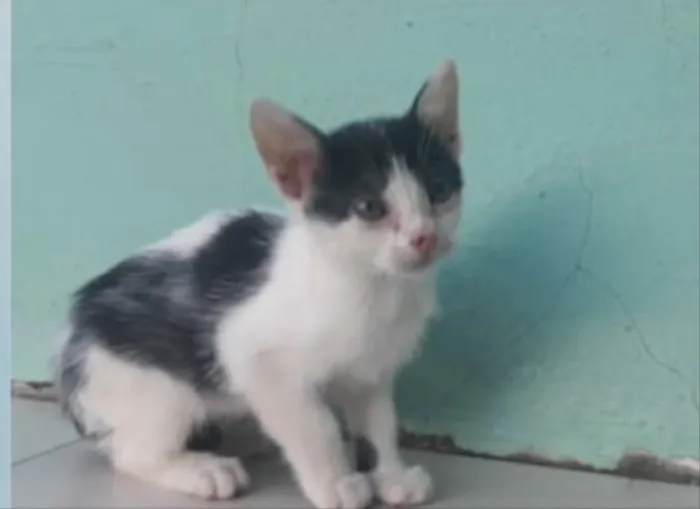 Gato ra a SRD idade 2 a 6 meses nome Bia, Pingo e Lia 