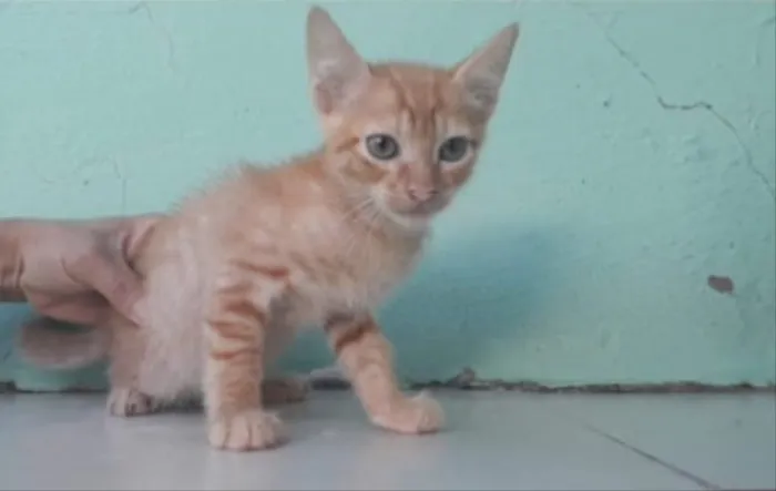 Gato ra a SRD idade 2 a 6 meses nome Bia, Pingo e Lia 