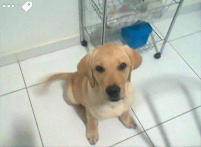 Cachorro ra a Labrador idade 4 anos nome Kelvin