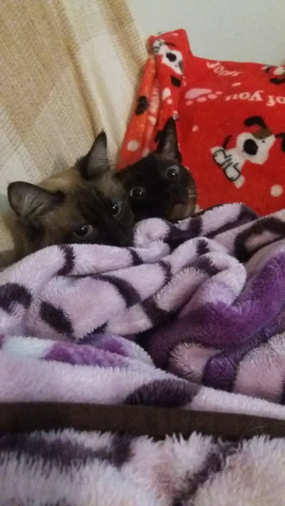 Gato ra a Siameses idade 4 anos nome Odin e Athena
