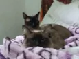Odin e Athena