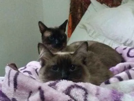 Gato ra a Siameses idade 4 anos nome Odin e Athena