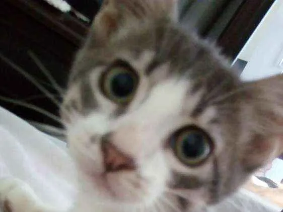 Gato ra a  idade 2 a 6 meses nome Nao ha