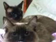 Odin e Athena