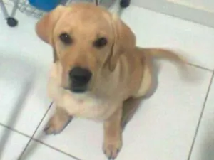 Cachorro raça Labrador idade 4 anos nome Kelvin