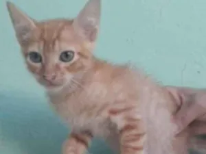 Gato raça SRD idade 2 a 6 meses nome Bia, Pingo e Lia 