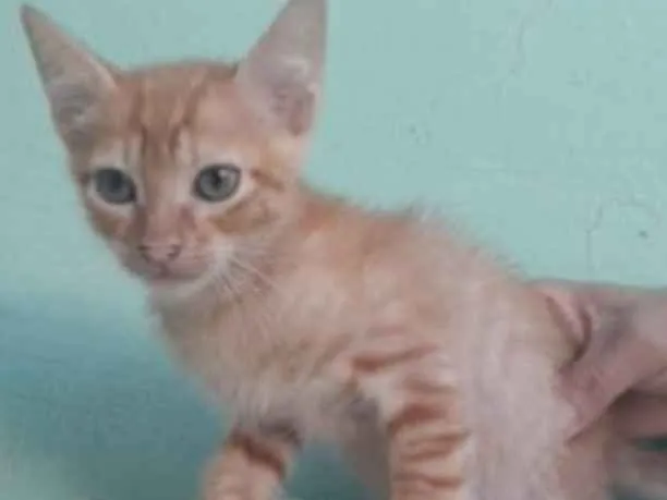 Gato ra a SRD idade 2 a 6 meses nome Bia, Pingo e Lia 