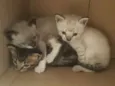 Peludo