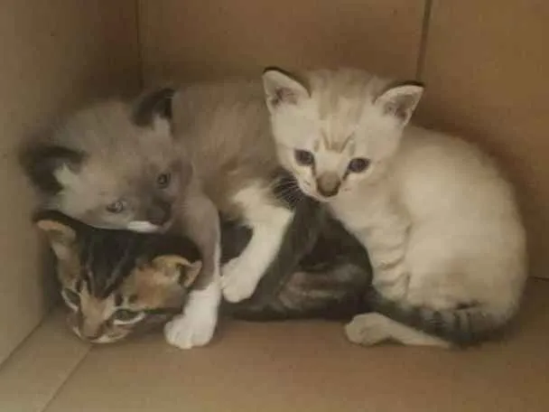 Gato ra a Não Definida idade Abaixo de 2 meses nome Peludo