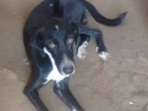 Cachorro raça Fila com labrador idade 1 ano nome Romel