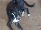 Cachorro raça Fila com labrador idade 1 ano nome Romel