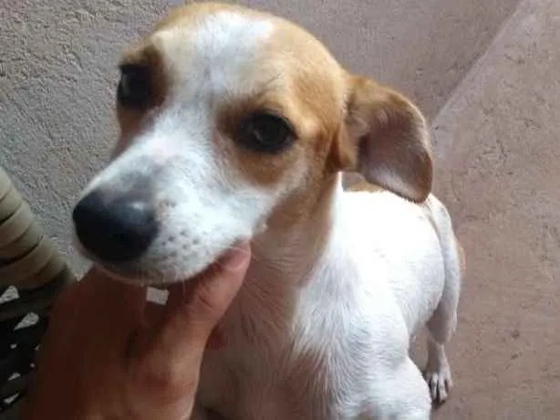 Cachorro ra a Indefinida  idade 1 ano nome Dakota