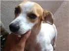 Cachorro raça Indefinida  idade 1 ano nome Dakota