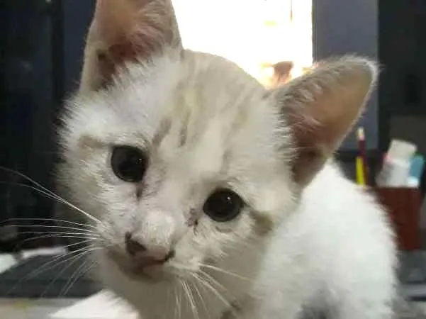 Gato ra a  idade Abaixo de 2 meses nome Filhotes