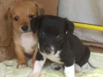 Cachorro ra a Srd idade Abaixo de 2 meses nome Nome não definido