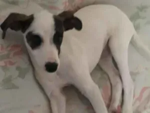 Cachorro raça Vira-lata  idade 2 a 6 meses nome Spike