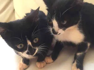 Gato raça Normal idade 2 a 6 meses nome Selena e bela