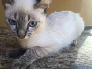 Gato raça Siamesa mestiça idade 2 a 6 meses nome Pérola