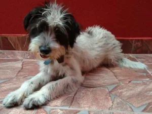Cachorro raça Não tem idade 2 a 6 meses nome Pitucha
