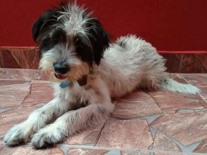 Cachorro ra a Não tem idade 2 a 6 meses nome Pitucha