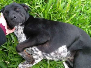 Cachorro raça  idade 2 anos nome SKY