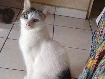 Gato ra a Vira lata  idade 5 anos nome Cascao