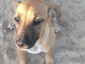 Cachorro raça Vira lata idade 2 a 6 meses nome Sem nome 